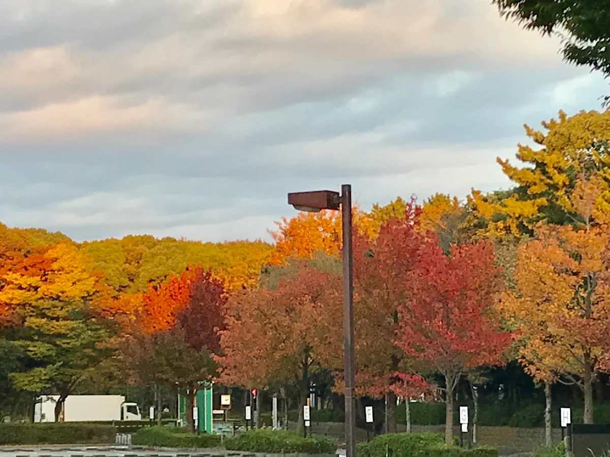 投稿写真：深まりゆく秋に染められて