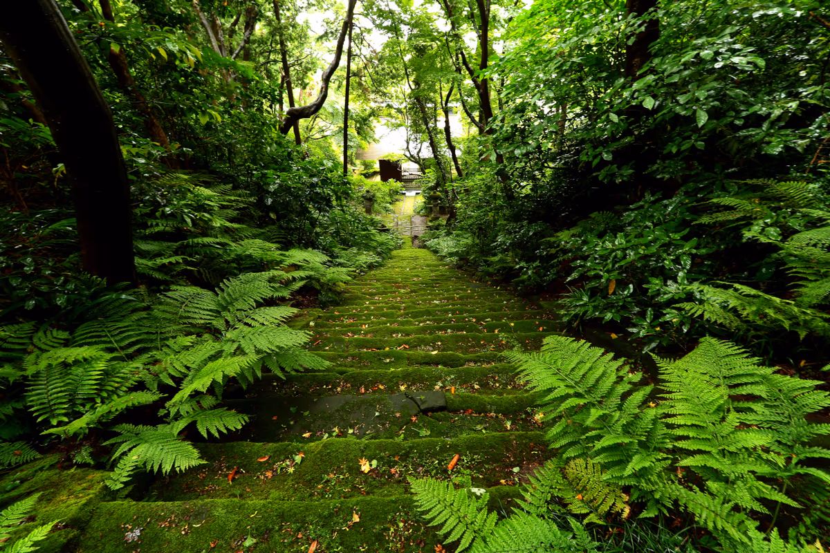 投稿写真：苔寺
