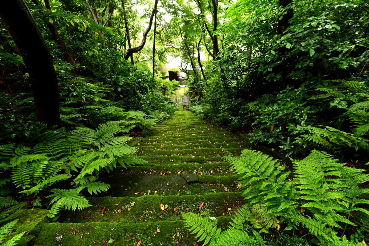 投稿写真：苔寺