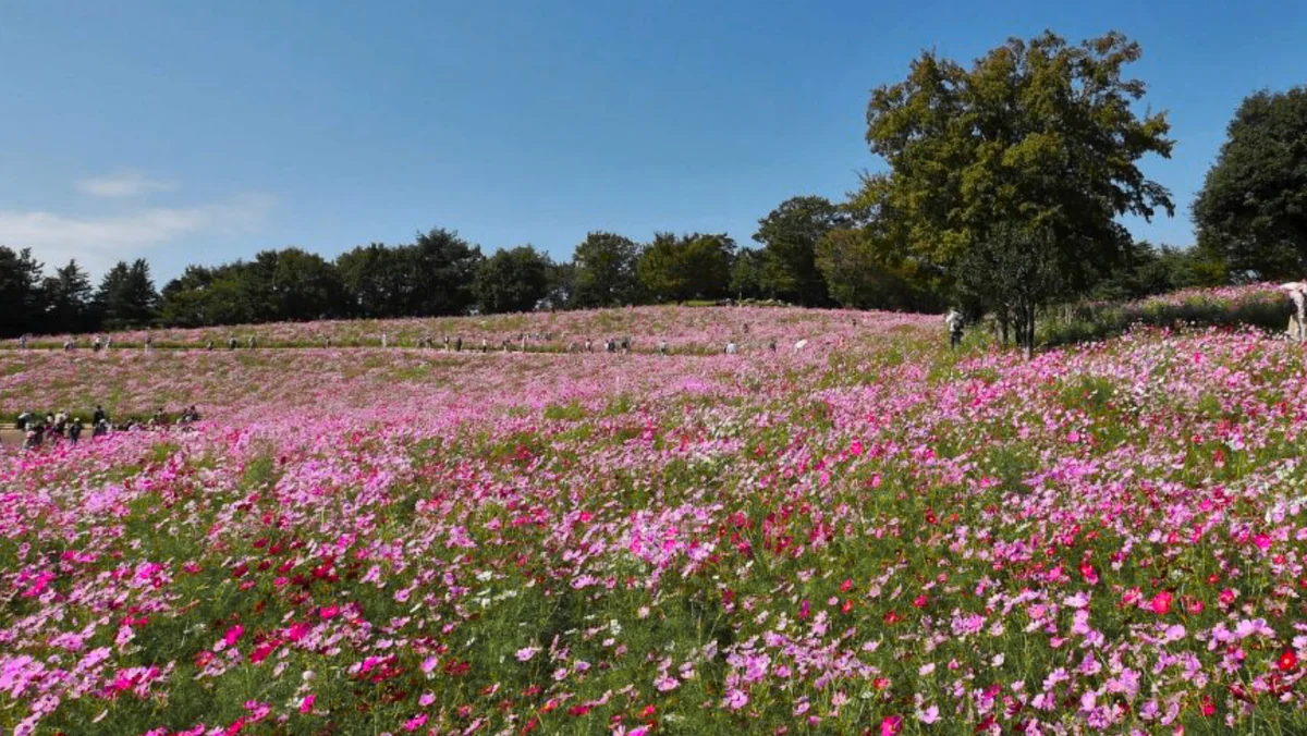 投稿写真：コスモスの丘