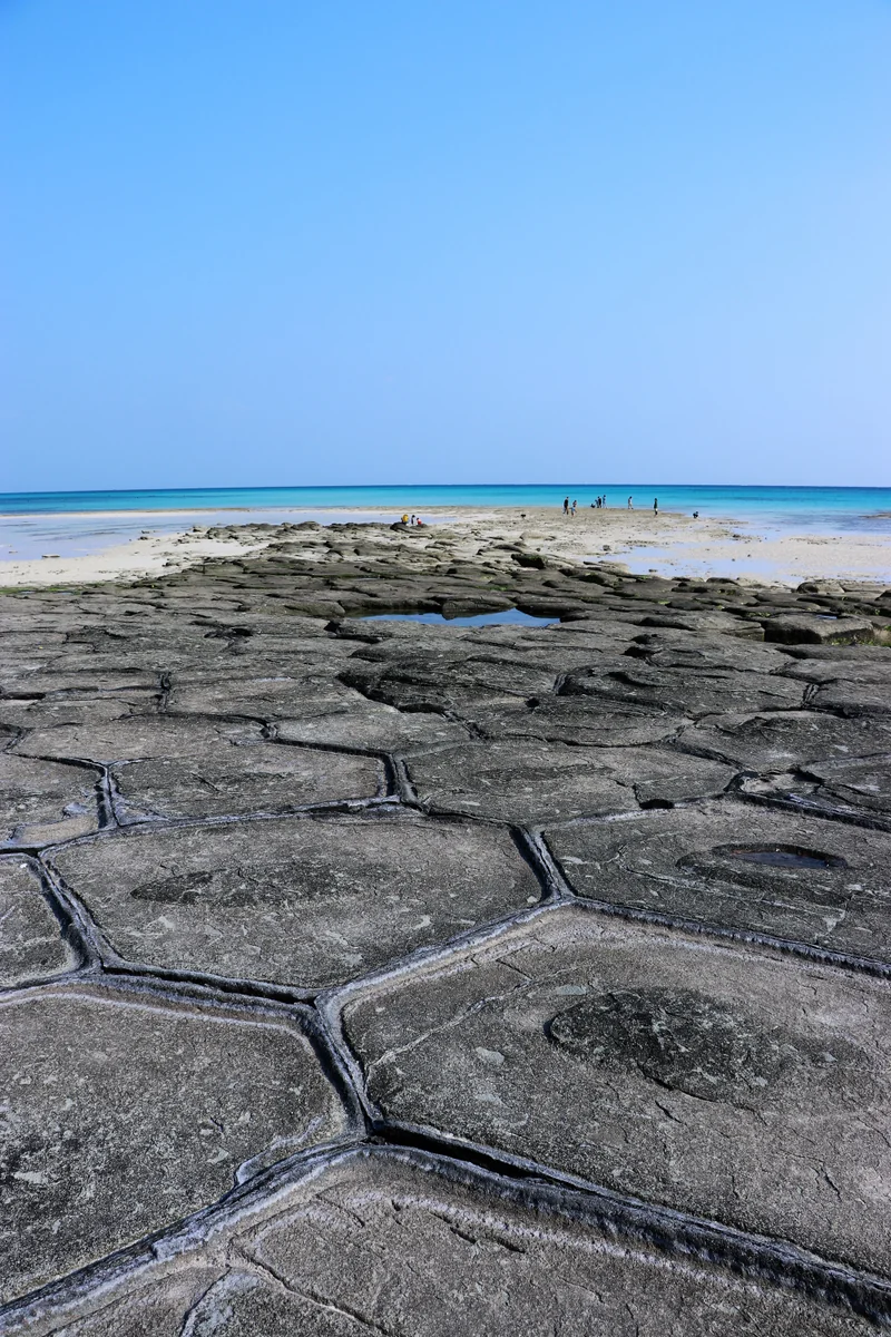 投稿写真：大きな亀の甲羅の畳石