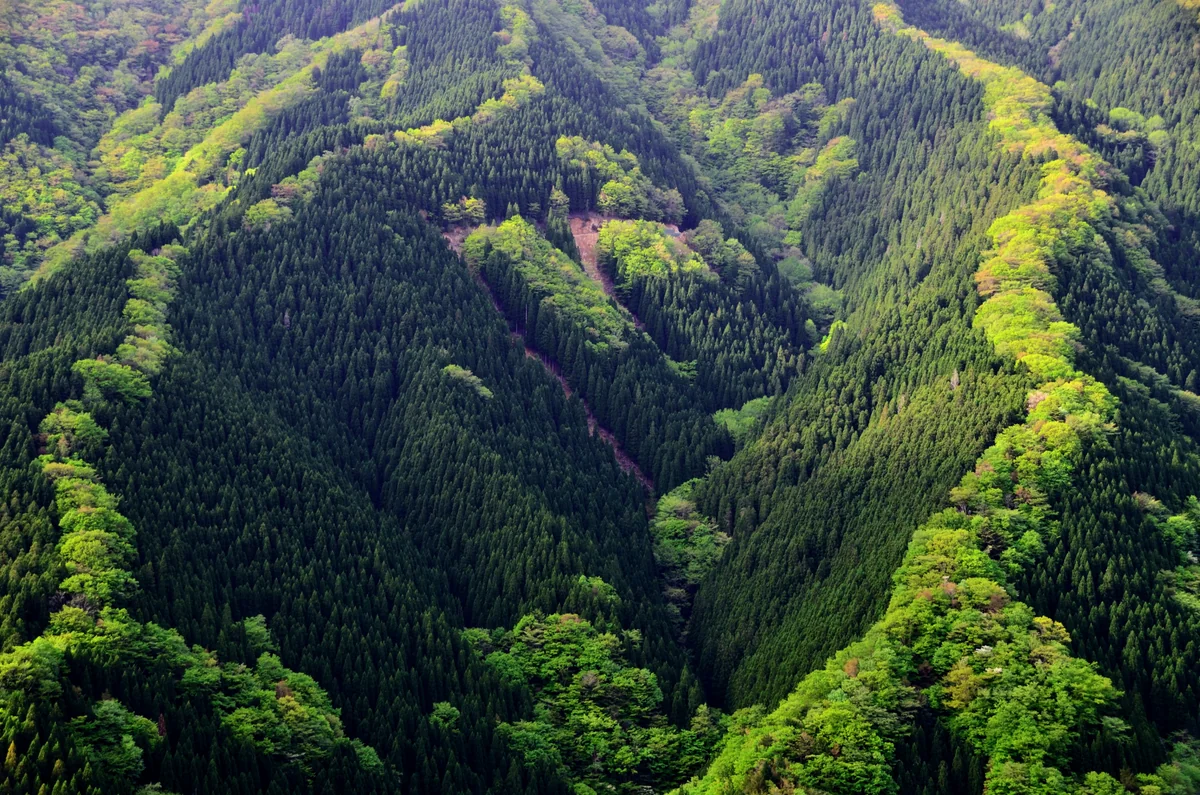 投稿写真：新緑のナメゴ谷