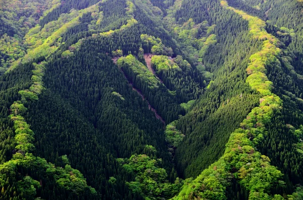 投稿：新緑のナメゴ谷