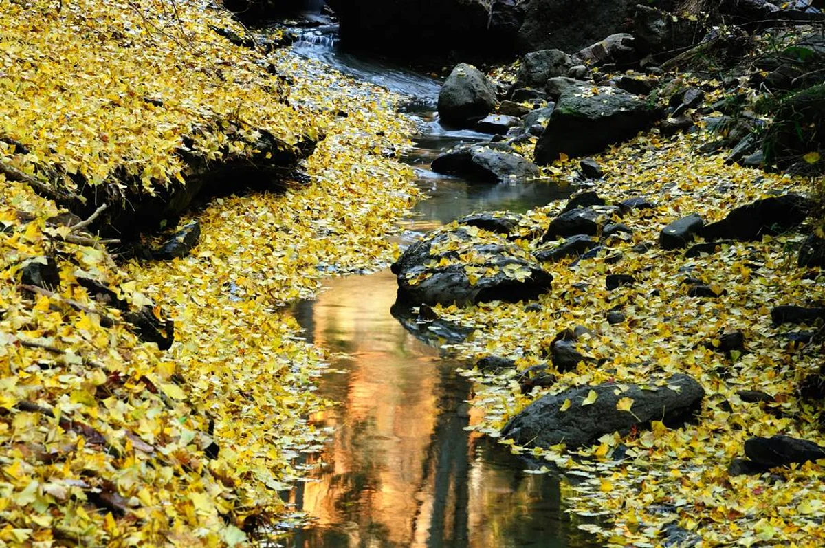 投稿写真：梅ヶ瀬晩秋