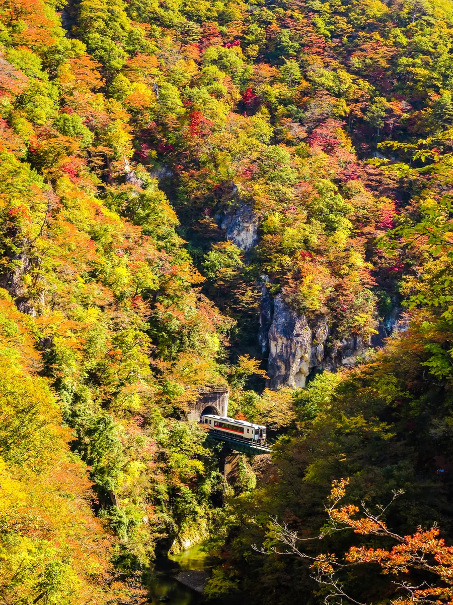 投稿写真：錦繍の峡谷を渡る列車