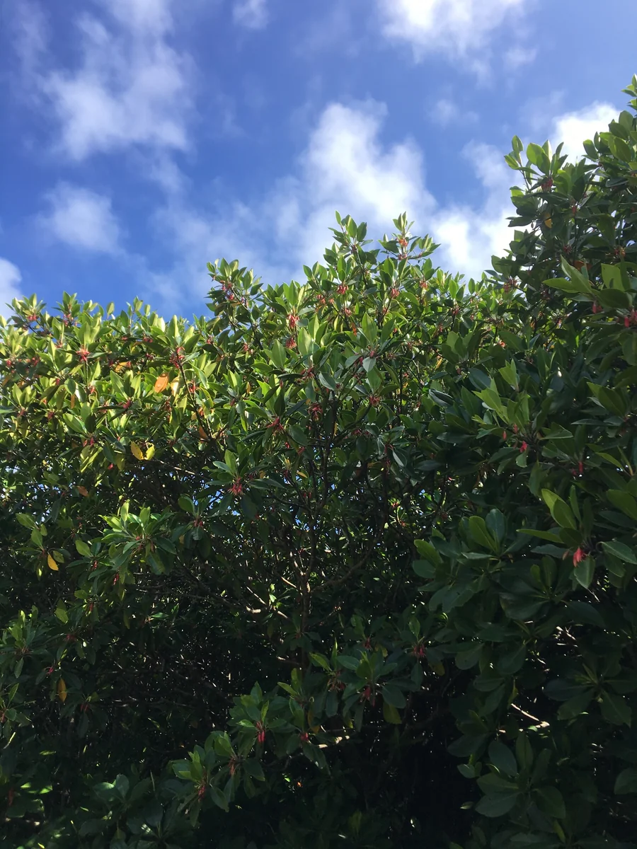 投稿写真：マングローブ