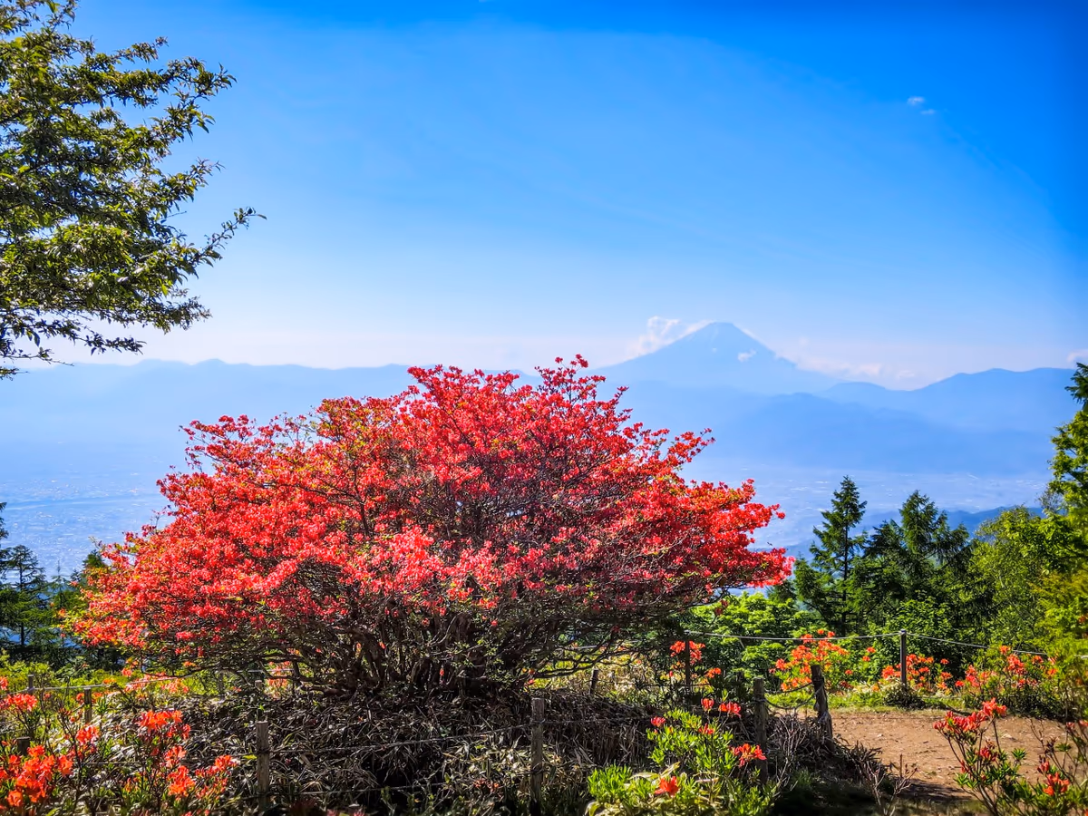 投稿写真：オオヤマツツジと富士山