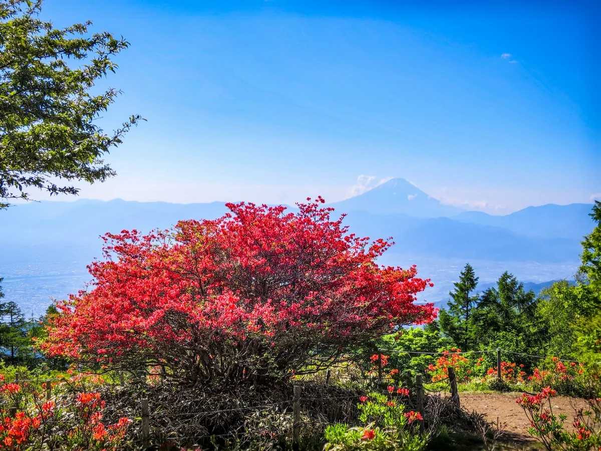 投稿写真：オオヤマツツジと富士山