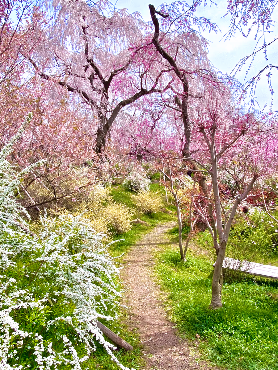 投稿写真：春色京都🌸秘密の花園