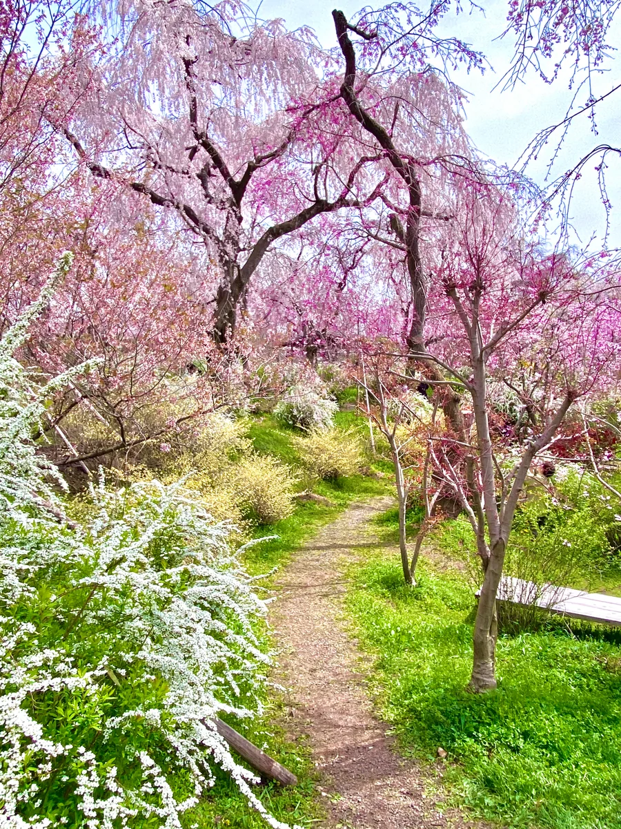 投稿写真：春色京都🌸秘密の花園
