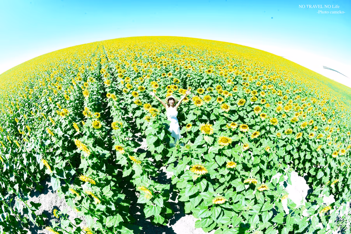 投稿写真：世界で一番見たかったひまわり畑