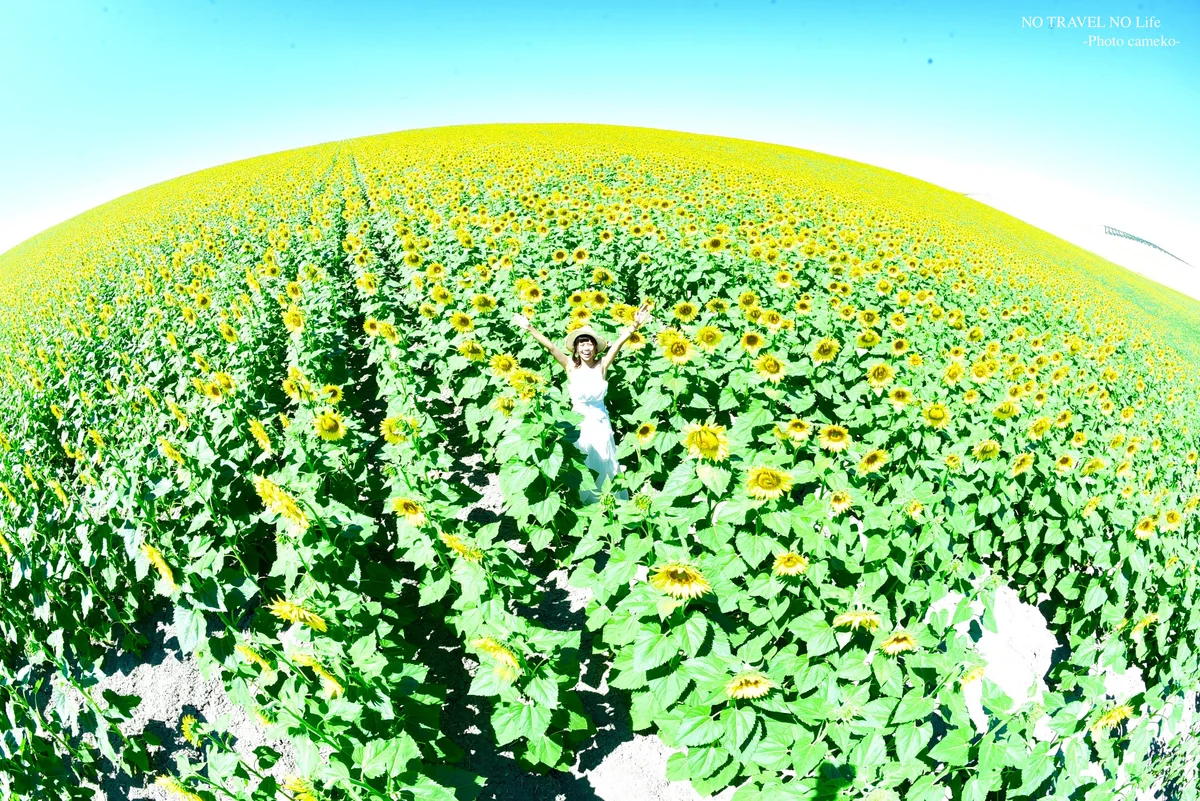 投稿写真：世界で一番見たかったひまわり畑