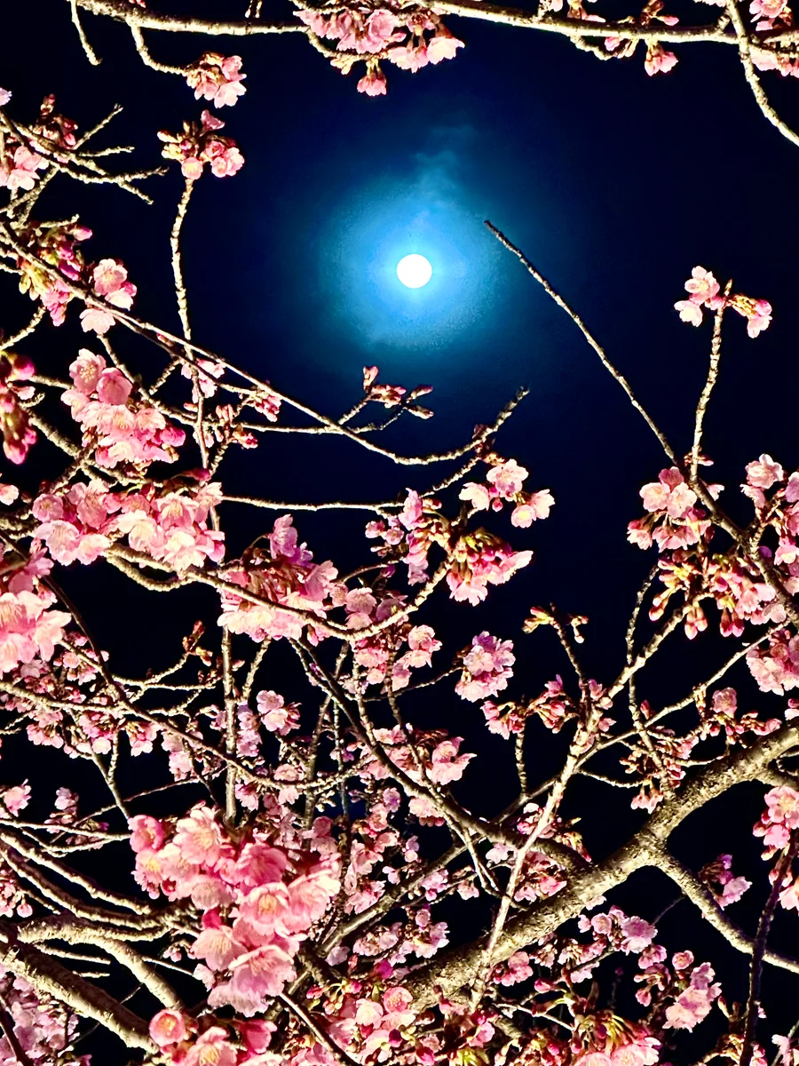 投稿写真：月に河津桜