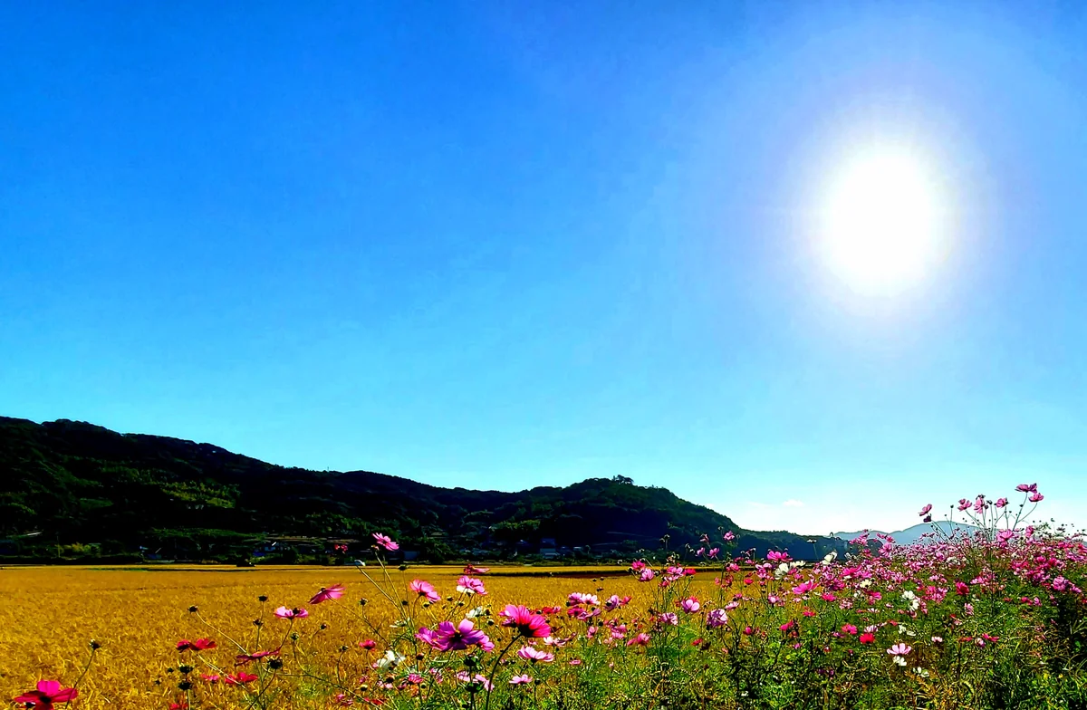 投稿写真：田んぼの畦道がコスモス畑に変身