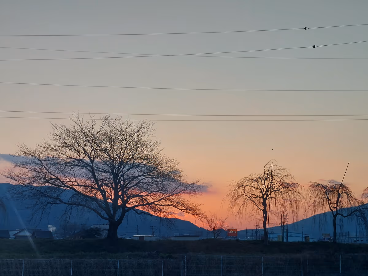 投稿写真：夕日と樹木