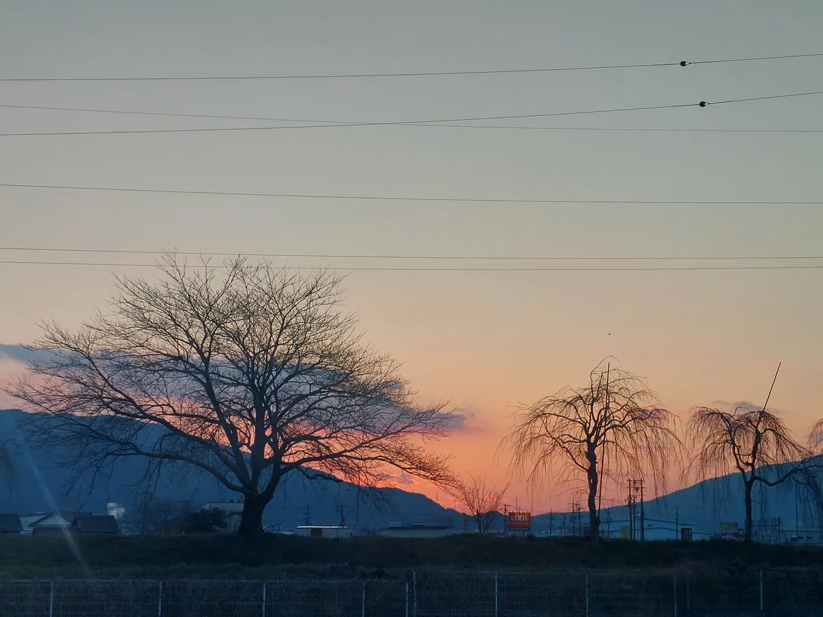 投稿写真：夕日と樹木
