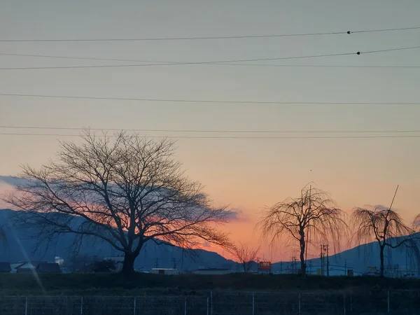 投稿：夕日と樹木