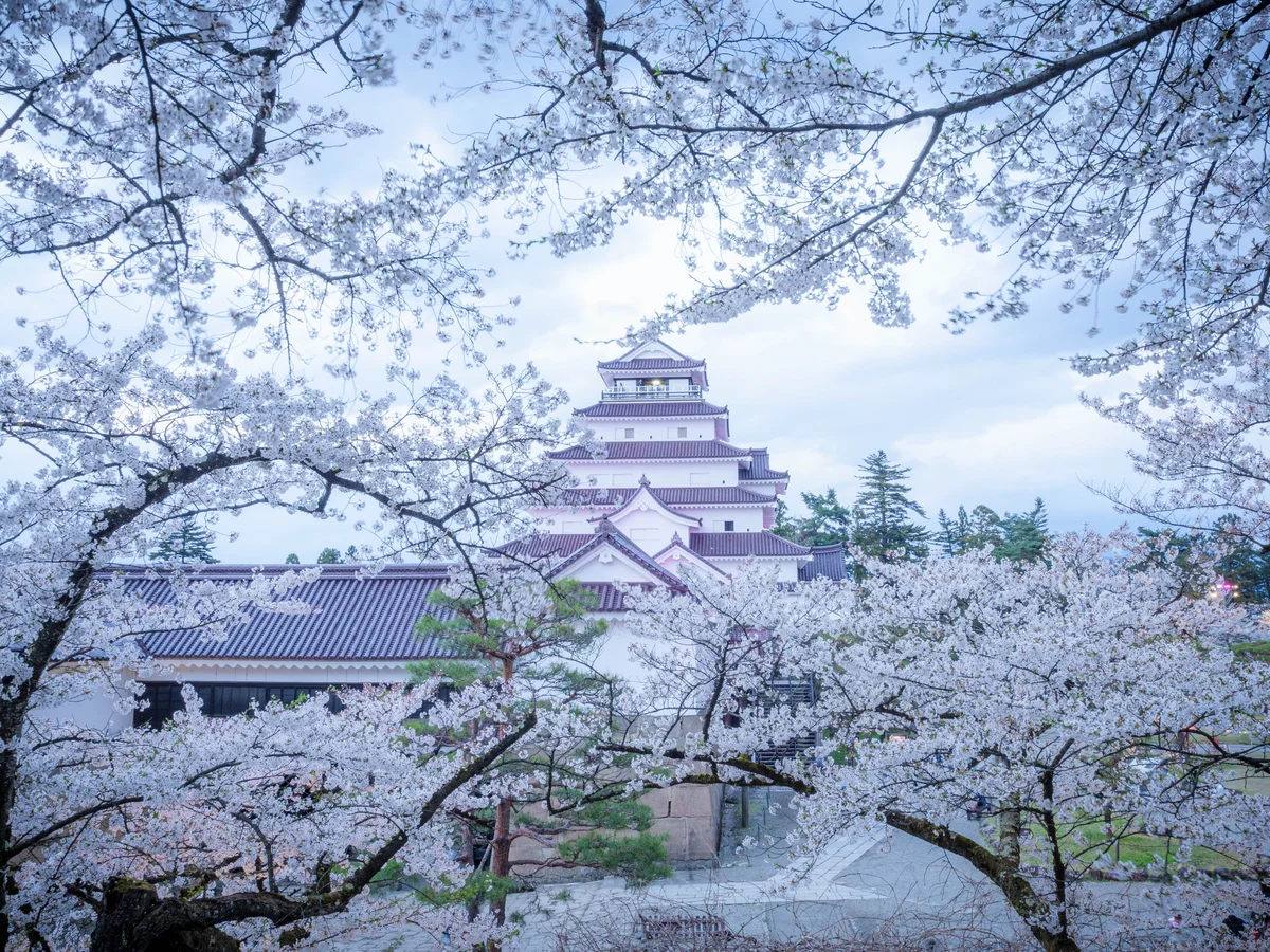 投稿写真：鶴ヶ城さくらまつり2026