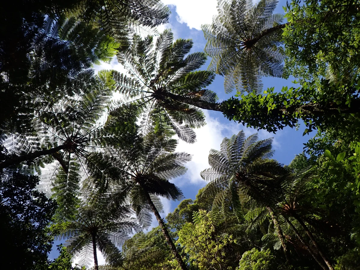 投稿写真：金作原の写真スポット