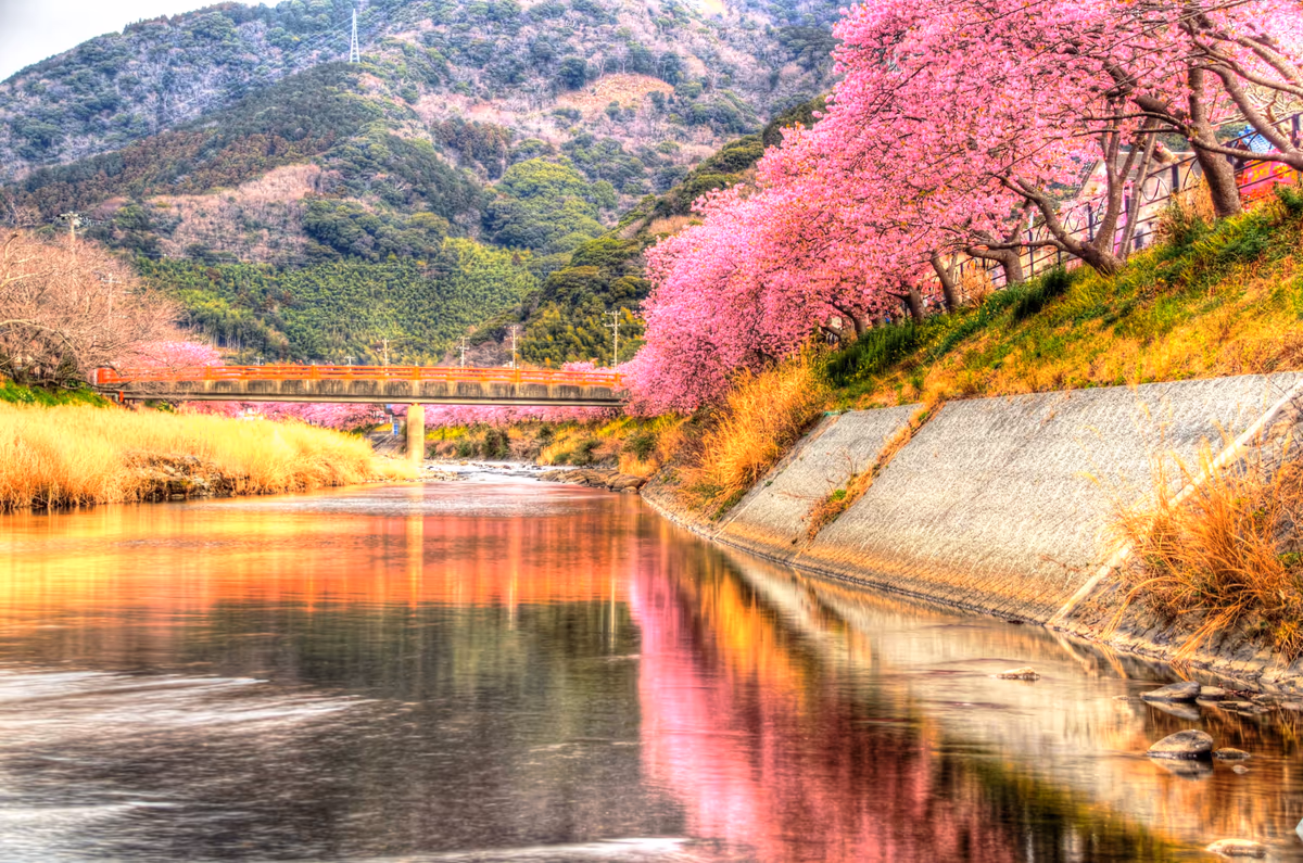 投稿写真：河津川の桜並木