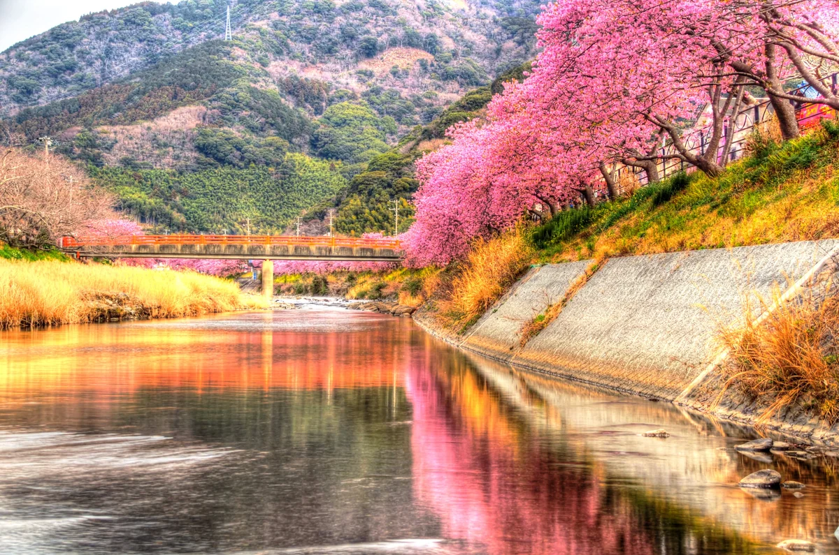 投稿写真：河津川の桜並木