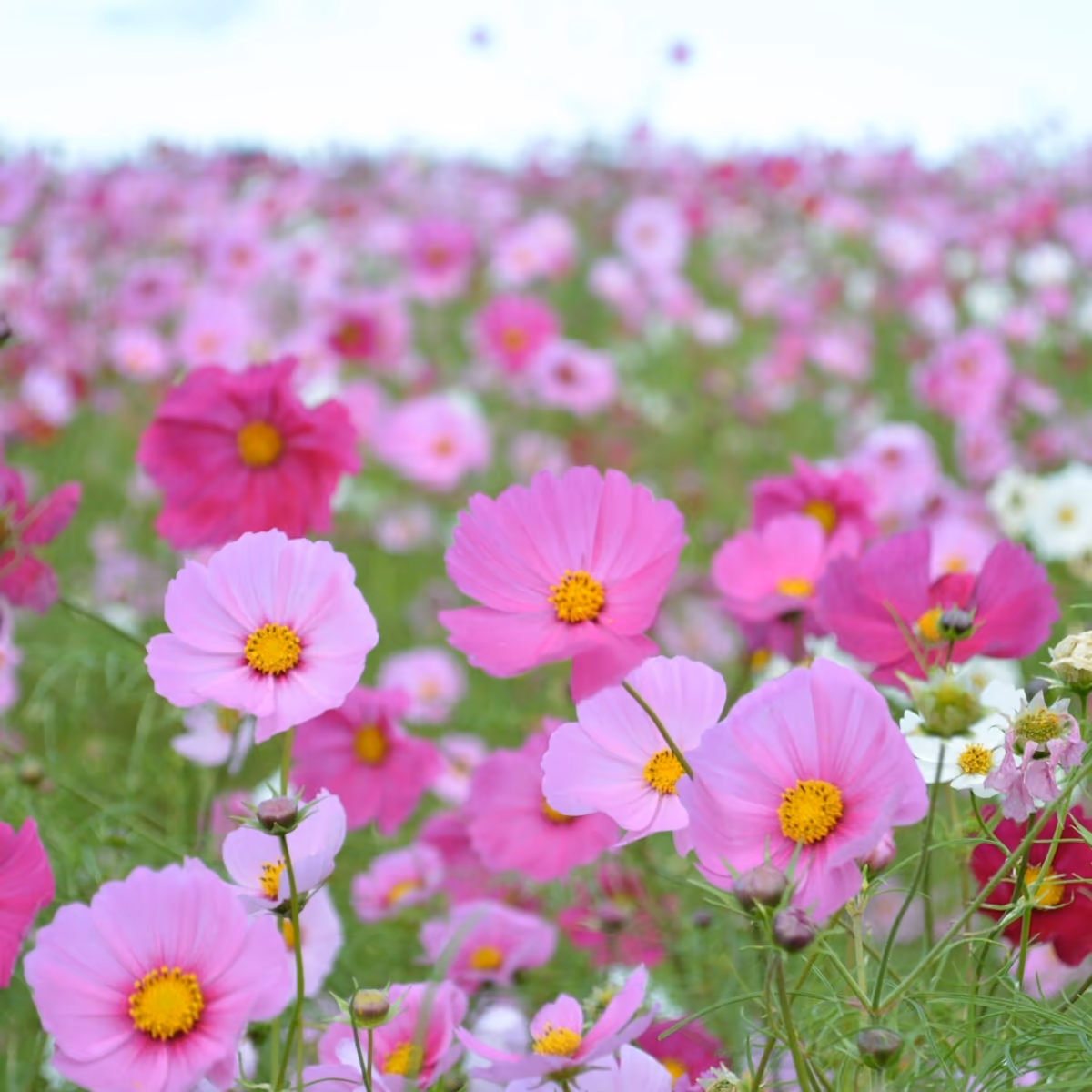 投稿写真：秋桜