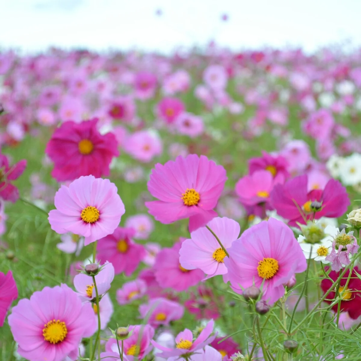 投稿写真：秋桜