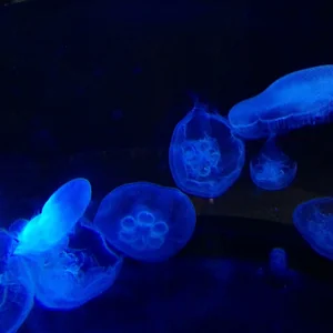 プロフィール画像：みずくらげ