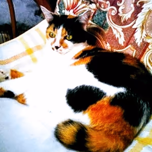 プロフィール画像：三毛猫ミツ