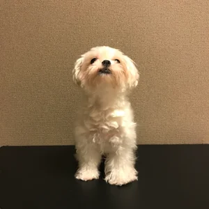 プロフィール画像：mico