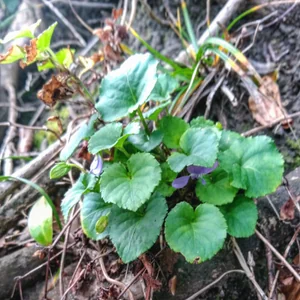 プロフィール画像：atelier-michiko