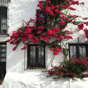 プロフィール画像：Kitchen Baron Nakamura