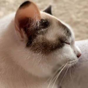 プロフィール画像：花香