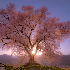 プロフィール画像：Shimizu Tatuya