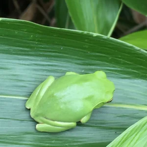 プロフィール画像：どら