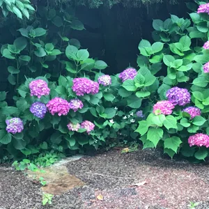 プロフィール画像：adみか