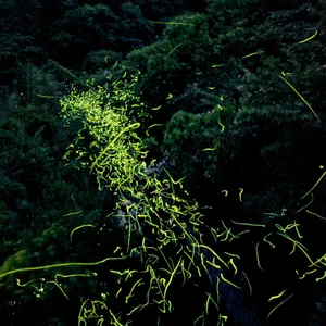 プロフィール画像：skydance