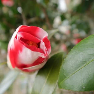 プロフィール画像：NGSMFKE