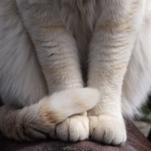 プロフィール画像：MONGOL822