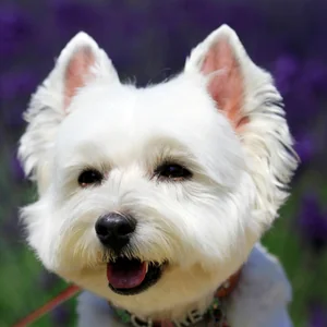 プロフィール画像：kattsuman