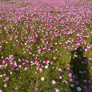 プロフィール画像：ちーぼー