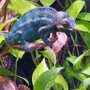 プロフィール画像：うぶなカメラマン