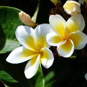 プロフィール画像：プルメリア