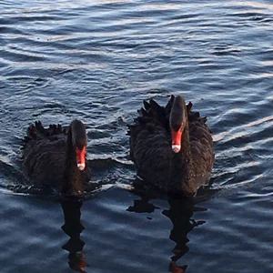 プロフィール画像：Michiru Mizoguchi