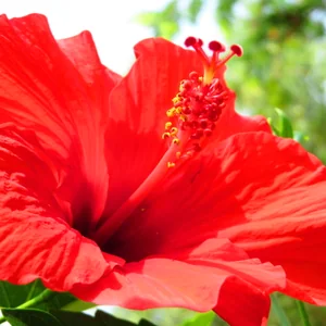 プロフィール画像：redster