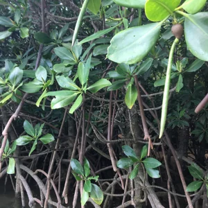 プロフィール画像：るき