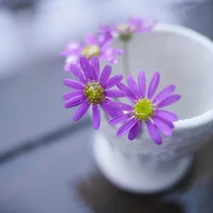 プロフィール画像：maimai19951029