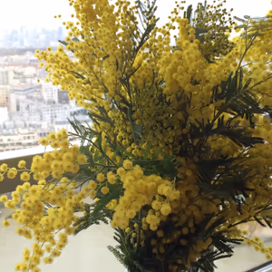 プロフィール画像：Mimosa