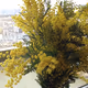 プロフィール画像：Mimosa