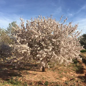 プロフィール画像：船長